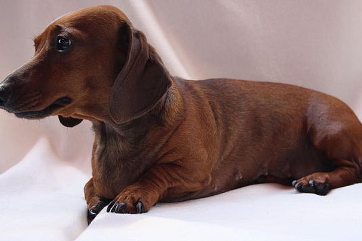 Perro con signos de dolor crónico