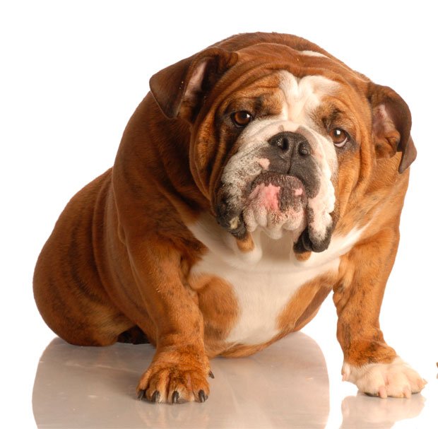 Perro con sobrepeso