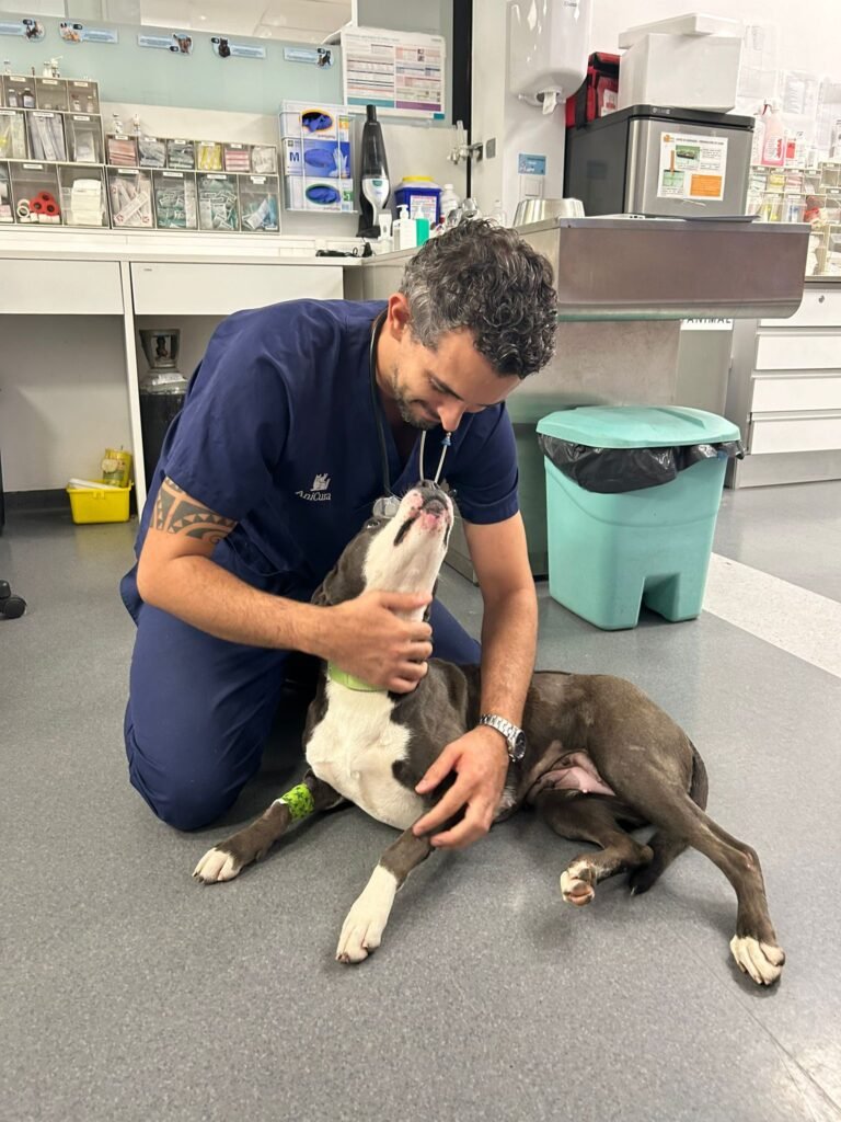 Agustín Martínez explorando a un perro braquicéfalo en consulta