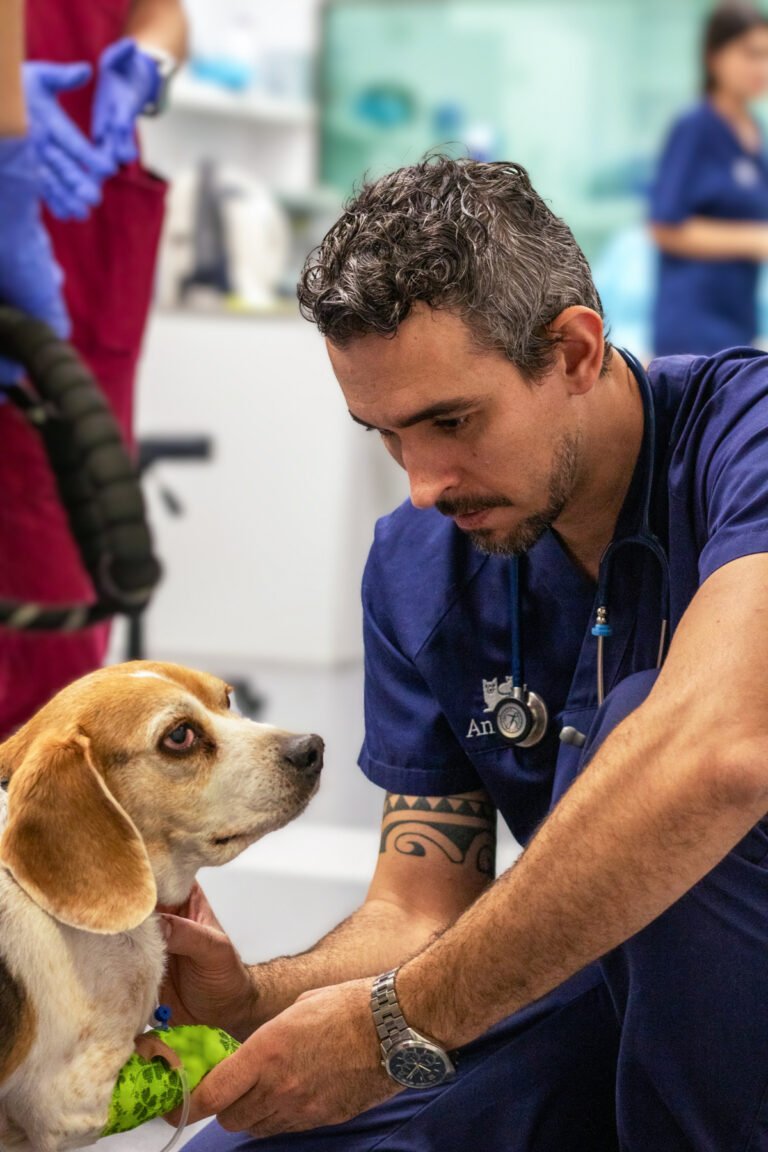 Agustín Martínez explorando a un perro en consulta